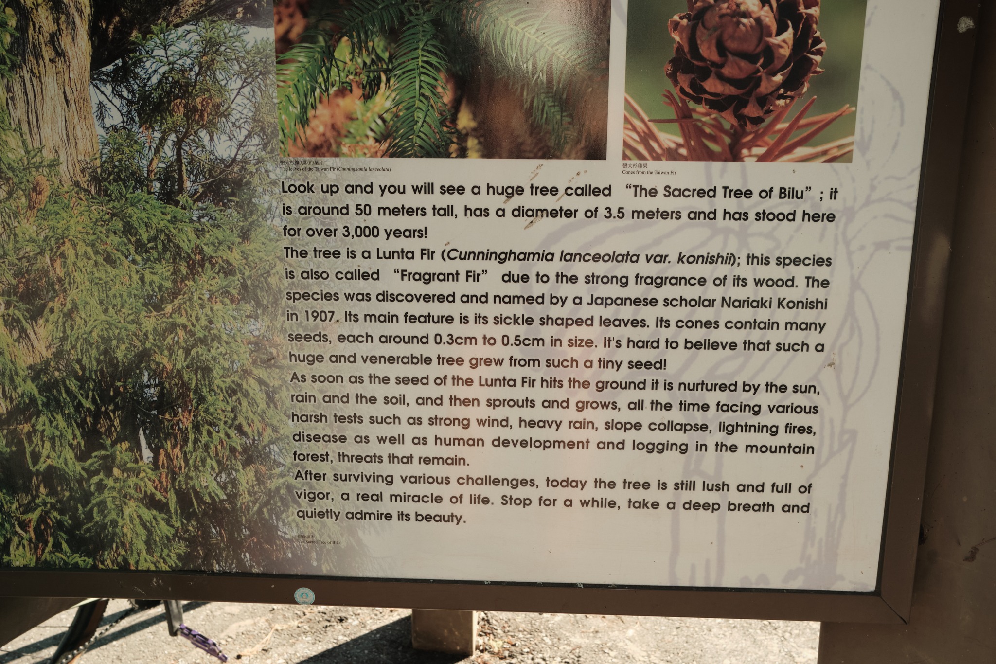 สามแยก Dayuling