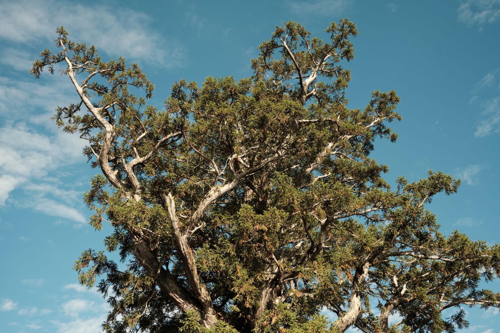 แผงผลไม้