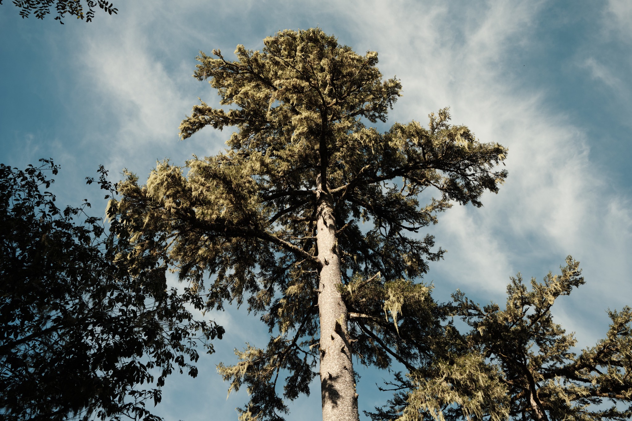 ลูกพีชสีเหลือง