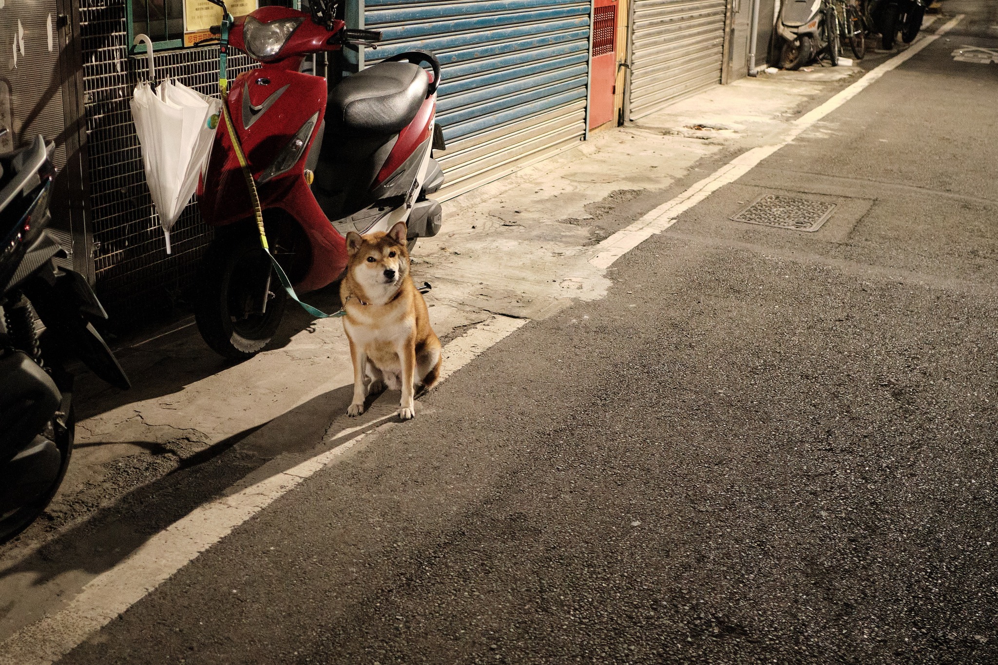 หมาไต้หวัน