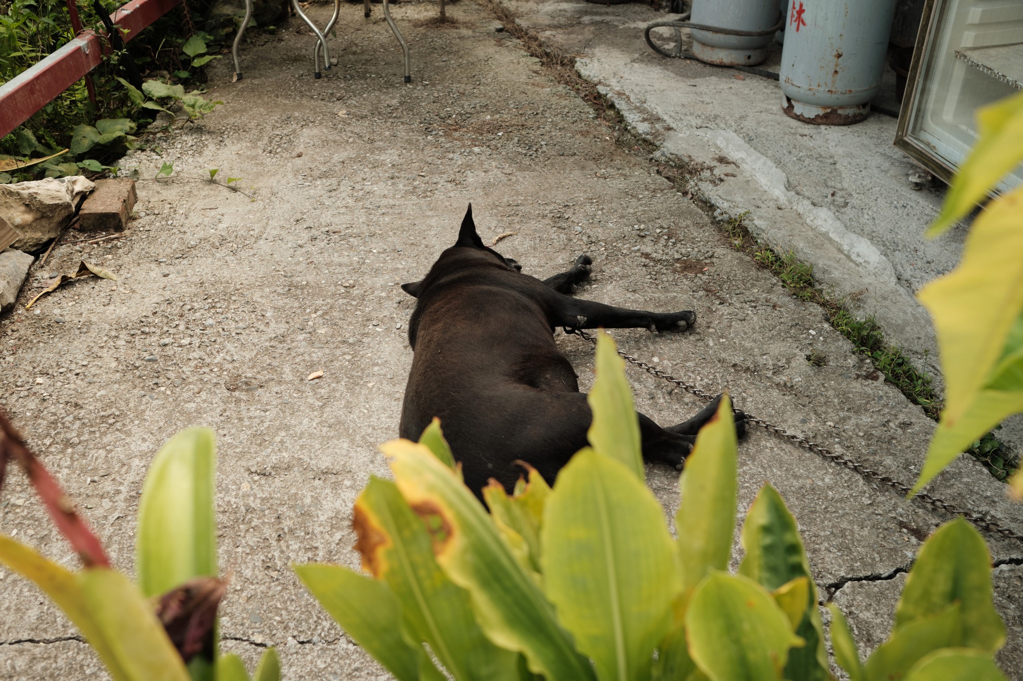 หมาเฝ้าร้านที่ปิด