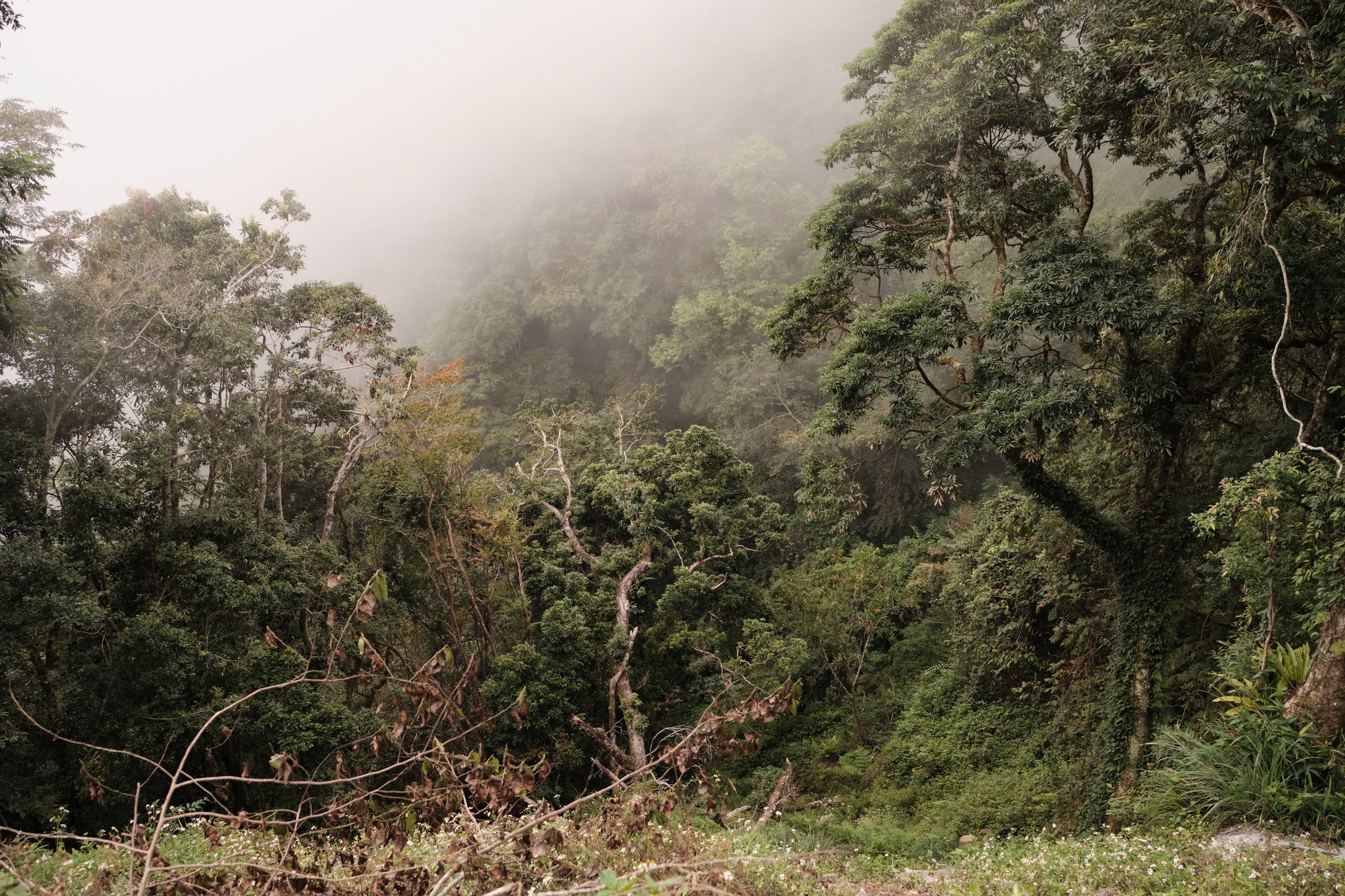 หมอกหรือเราขึ้นไปหา?