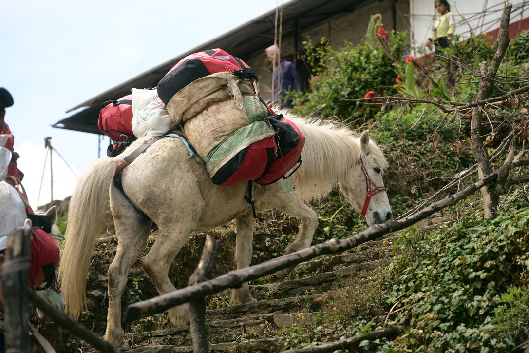 ผักคะน้า