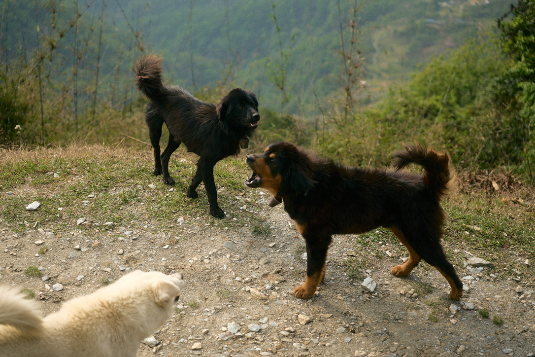 คนเลี้ยงแพะ